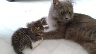 Mother Cat Finally Grooming Her Foster Kitten Again But Orphan Kitten Don't Have Energy To Celebrate