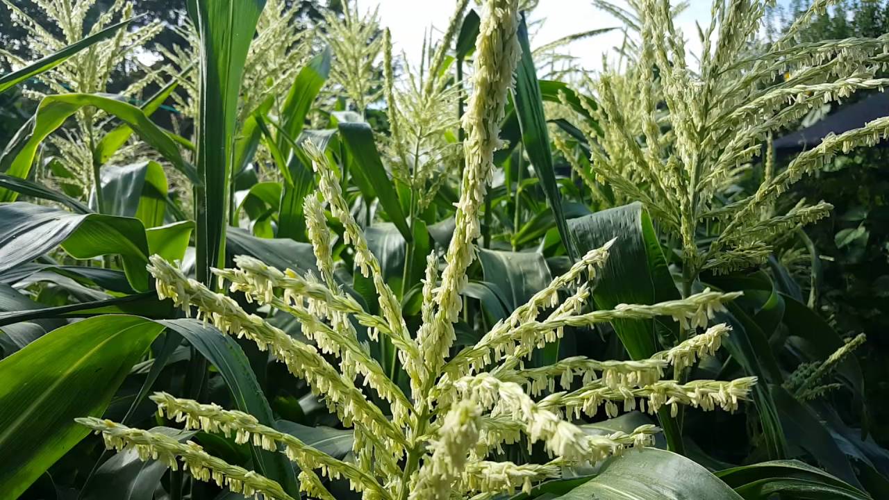 Corn vs. Bees YouTube