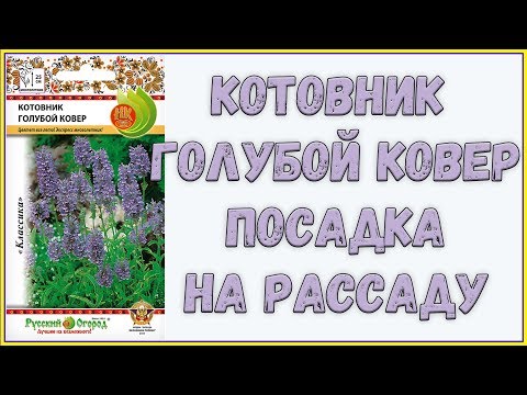 Посадка КОТОВНИКА на РАССАДУ // Огород 2018 // Жизнь в деревне