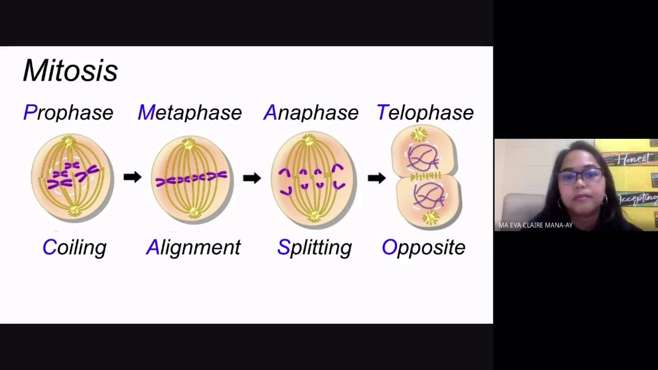 Cell Cycle and Mitosis Reviewer for LET GenEd, Bio Major and Entrance Exams