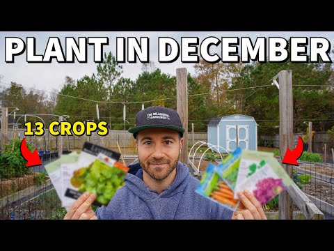 13 Veggies You Can Plant In December NOW For A Beautiful Winter Garden