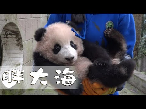 《大熊貓故事S01》第6集 胖大海 | iPanda熊貓頻道
