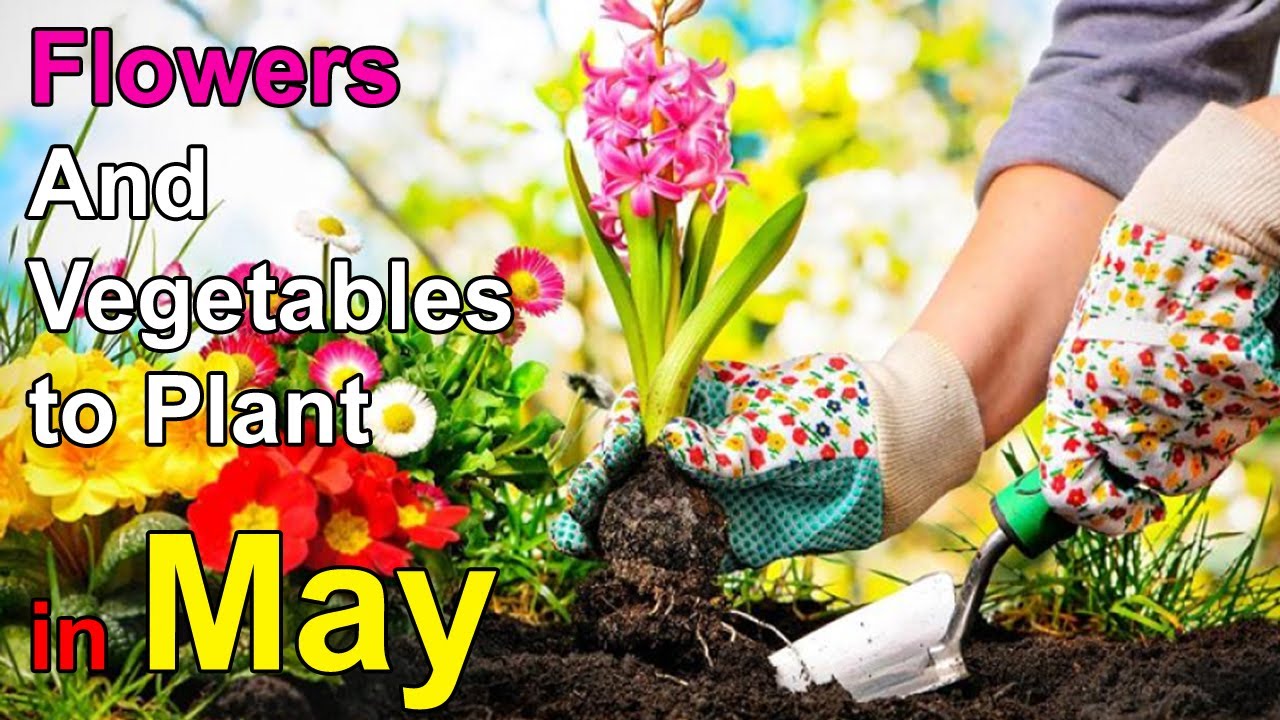 What Can I Plant In May Best Flowers And Vegetables To Plant In May What Can I Plant In May Best Flowers And Vegetables To Plant In May