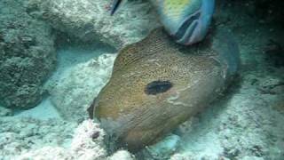 Trigger Eats Clam Puffer Moray Cave.AVI