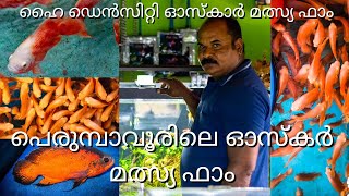 പെരുമ്പാവൂരിലെ ഹൈ ഡെൻസിറ്റി ഓസ്കാർ മത്സ്യ ഫാം.... High Density Oscar Fish Farm at Perumbavoor.