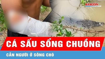 Khánh Hòa: Truy tìm cá sấu sổng chuồng cắn người ở sông Chò