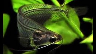 Glass catfish care for experts