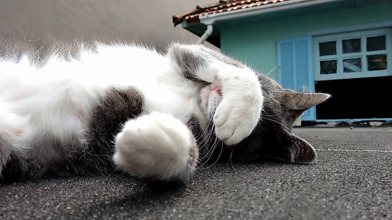 ねこあつめ Tuxedo cat resting - part 9