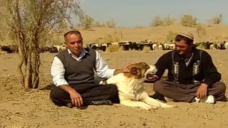 документальный фильм Туркменский Алабай  Волкодав САО Turkmen Itleri alabay Asian Work Dogs Alabai