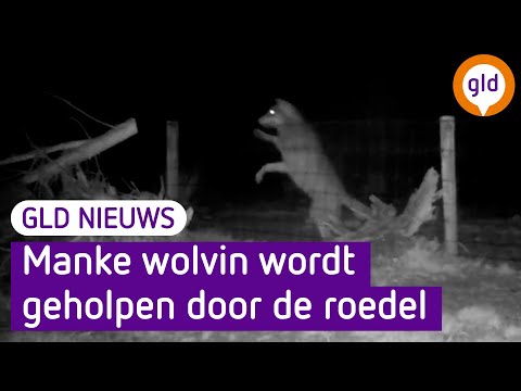 GLD Nieuws 6 februari 2024