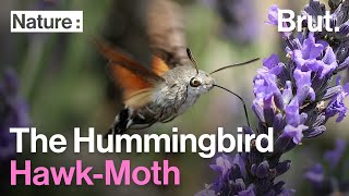 The Hummingbird HawkMoth and Convergent Evolution