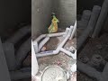 plumber tricks#trendingshorts#viral#trendingpost#shorts#short#electrician#plumber #plumbing