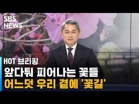 앞다퉈 피어나는 꽃들…어느덧 우리 곁에 '꽃길' / SBS / 주영진의 HOT 브리핑
