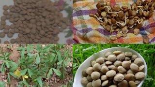 How to grow lentils, planting lentils, the best way to plant and grow lentils at home