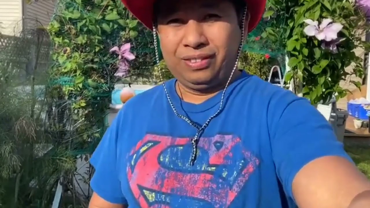 Strawberry Plants for Sale || Mini Strawberry farm in the Backyard