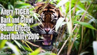 Angry TIGER Bark Angry TIGER Growl Sound Effects (Best Quality NEW 2016)