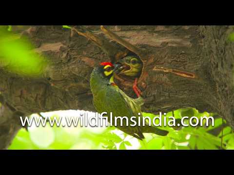 Coppersmith Barbet feeds its chick at the nest hole | Bird parenting caught on camera