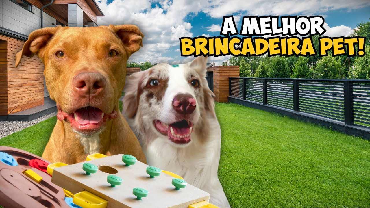 Desafio em Casa: Fizemos Uma Caça Ao Tesouro Para Os Cachorros!