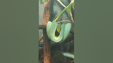 Green Tree Python.              #greentreepython #python #snake #texas #houstonzoo #new