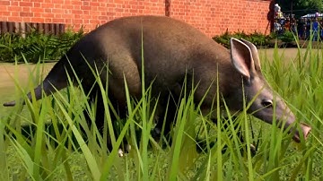 Planet Zoo - Aardvark Gameplay (PC HD) [1080p60FPS]
