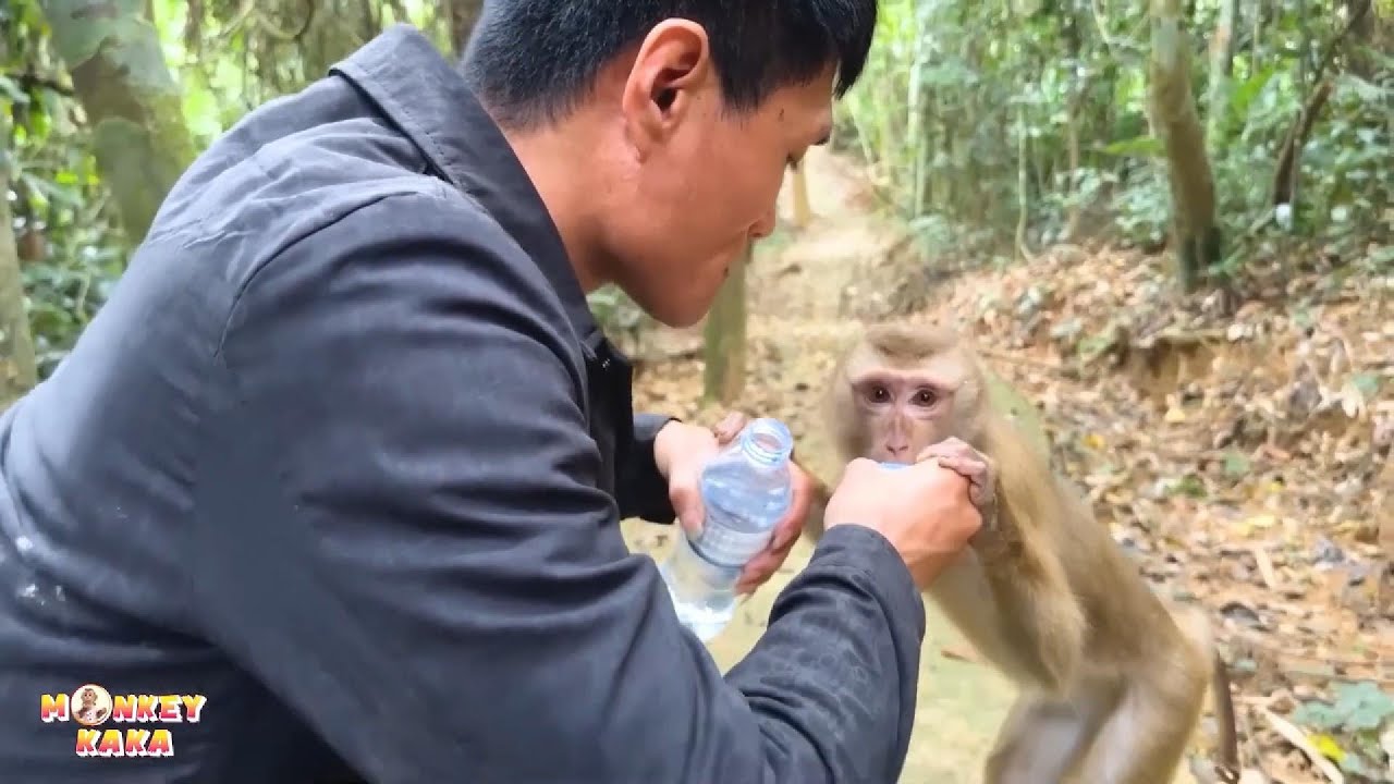 Monkey Kaka needs to drink water to have the strength to get out of the forest.