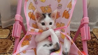 Брошенный котенок теперь - наш любимец! Забавный котенок Артик! Закончились наши бессонные ночи! Брошенный котенок теперь - наш любимец! Забавный котенок Артик! Закончились наши бессонные ночи!