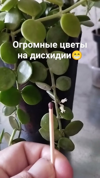 Дисхидия расцвела! - YouTube