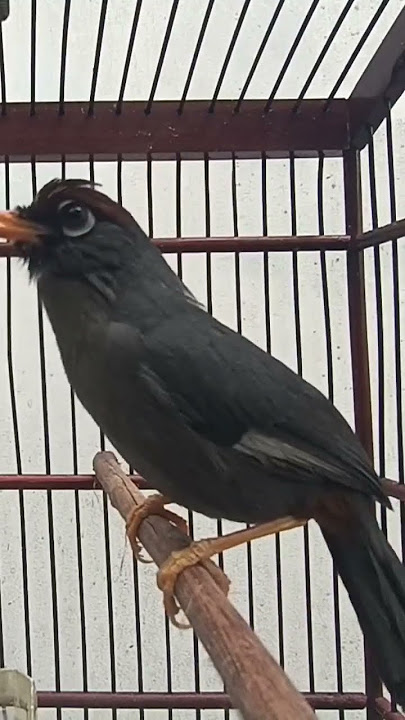 kicau poksay Mandarin gacor ampuh buat pancingan #burung #poksaymandarin #poksaygacor