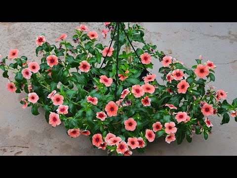 Vídeo: Plantador (30 Fotos): O Que é E Em Que Difere De Um Vaso De Flores? Posso Plantar Flores Em Vasos? Com O Que Se Parece?