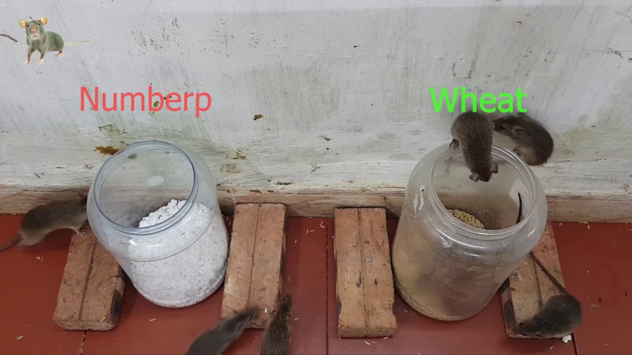 Mouse trap with wheat and numberp Experiment with mouse favorite food