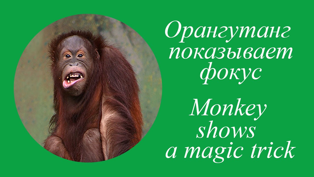 Орангутанг показывает фокус. Monkey shows a magic trick. Смех! YouTube