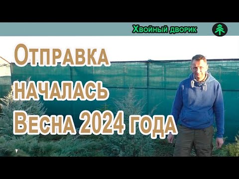 Начинается отправка сеянцев хвойных растений! Сезон Весна 2024 года! Питомник "Хвойный дворик"