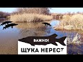 Когда НАЧИНАЕТСЯ нерест у щуки весной?  Клюет ли щука в нерест Как ловить щуку весной в нерест?