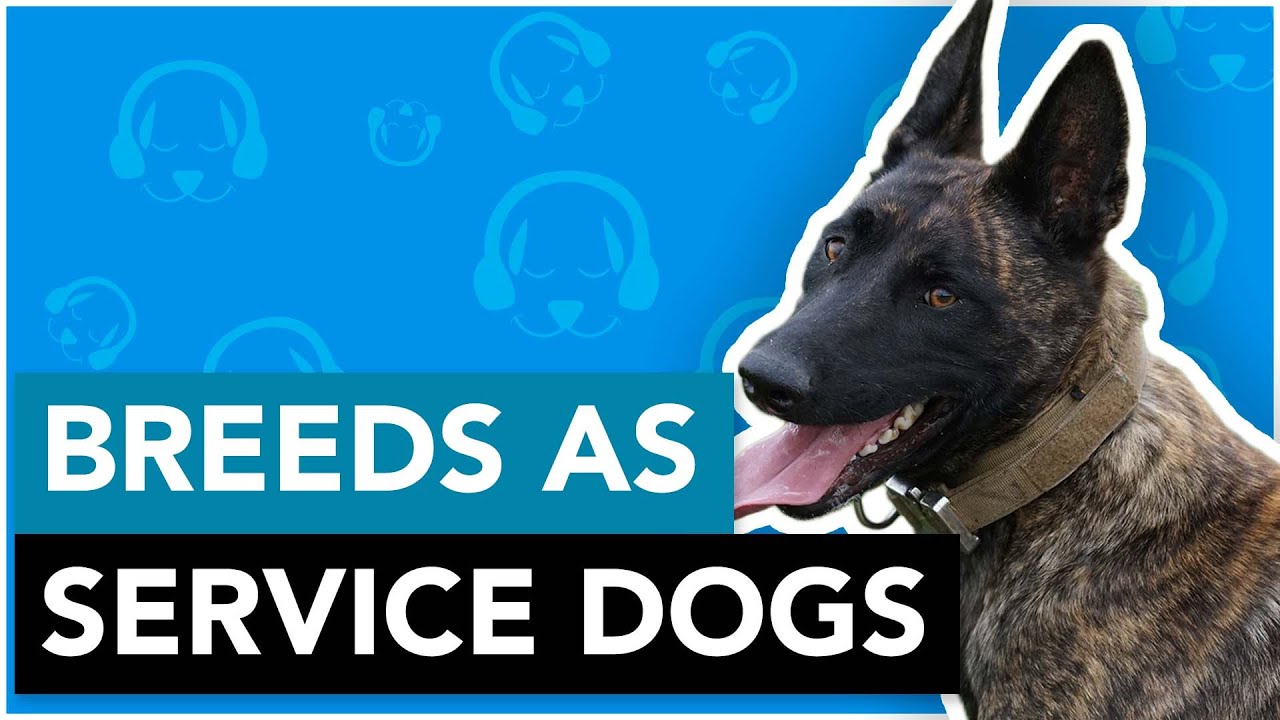 can-any-dog-breed-be-a-service-dog-youtube