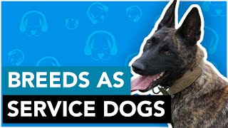 Can Any Dog Breed Be A Service Dog?
