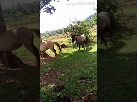 Video: Paano Mag-breed Ng Mga Kabayo