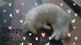 Adorable Sleepy Cats | Relaxing Cats video | Funny Cat Videos | Funny Video | Cat Video | Kids Video