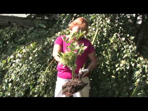 Video: When And How To Transplant Peonies? When Is It Better To Transplant Them To Another Place In The Fall? When Will Peonies Bloom After Transplanting?