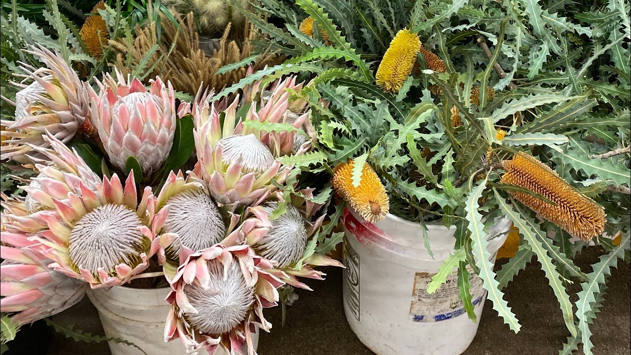 Visiting the San Francisco Flower Mart for the First Time