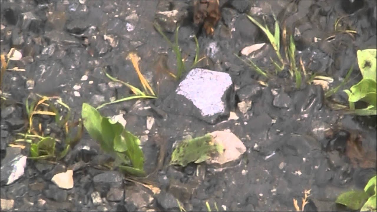 Testvideo mit der Canon Legria FS36 [ FULL HD ]