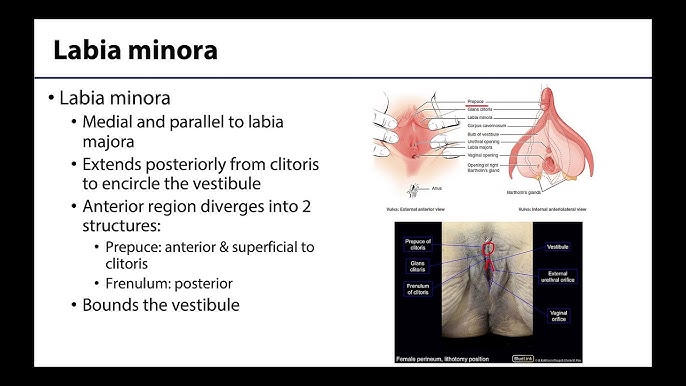 Yaxshi raqamlar bilan yalangoch modellarning fotosuratlari
