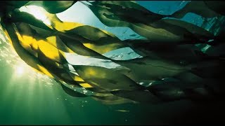 МонтБальзам. Агар Агар польза, применение, Врач Латышева Э.Л. МонтБальзам. Агар Агар польза, применение, Врач Латышева Э.Л.