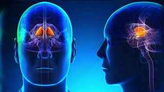 Adhd is not a farce. it the result of deficiency specific brain
neurotransmitter called norepinephrine. in this video, learn more
about how adh...