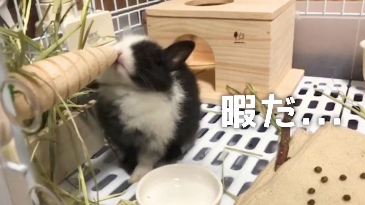 キンクマハムスター ゴールデンハムスター を飼うときの注意点 Free File キンクマハムスター ゴールデンハムスター を飼うときの注意点 Free File