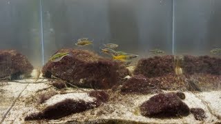 #BADC2018 / Shallow water in lake Ajamaru, 81 L