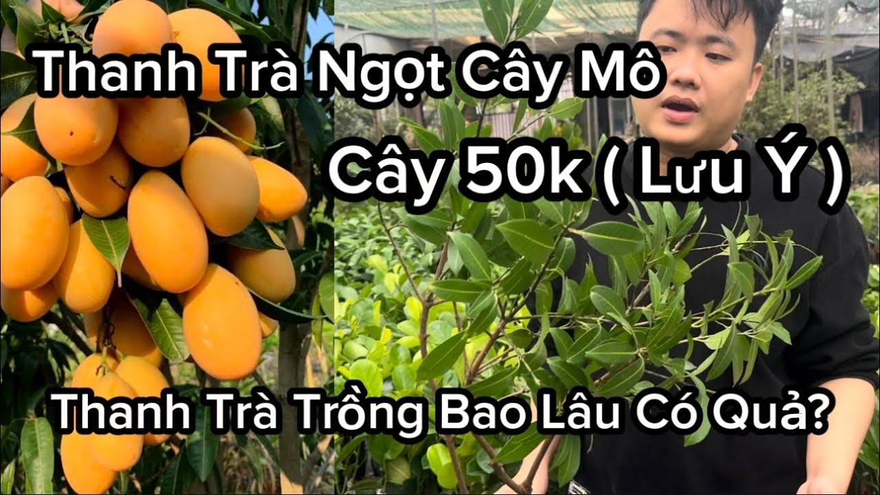 Thanh Trà Ngọt, Cây Giống Chuẩn, Chú Ý Cây Thanh Trà Cây Mô 50k 1 Năm Ra Quả