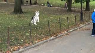 Alaskan Klee Kai jumping over a fence in Central Park, New York City