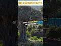 The world's oldest tree is approx 5,000 years old. Have you been informed about this discovery?