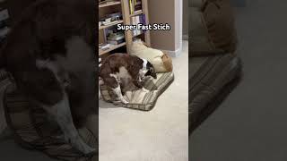 Jobs that Springer Spaniel would be good at #funny #funnydogs #dog