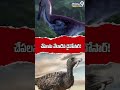Fishing Raptor A Dinosaur Unlike Velociraptor #dinosaur #fishingraptor #velociraptor #prime9digital